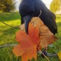 CinderyCrow